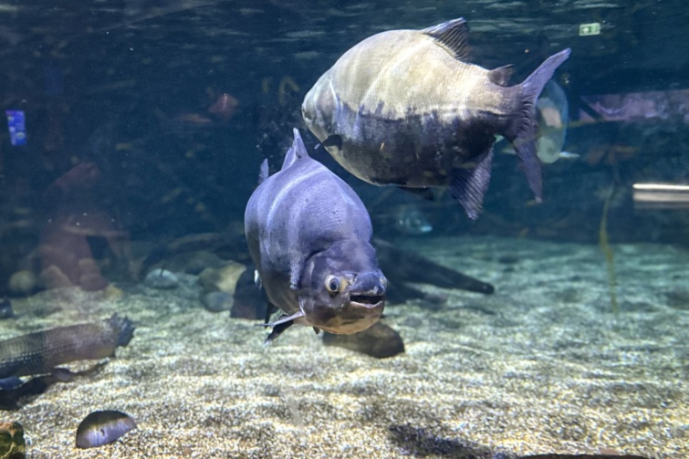 piranha - Startlap Utazás 2 piranha úszkál egy akváriumban.
