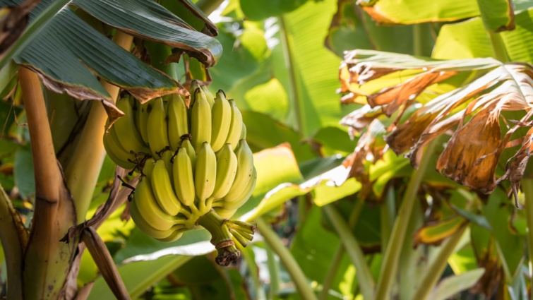 Járvány miatt veszélyben a banángazdaság