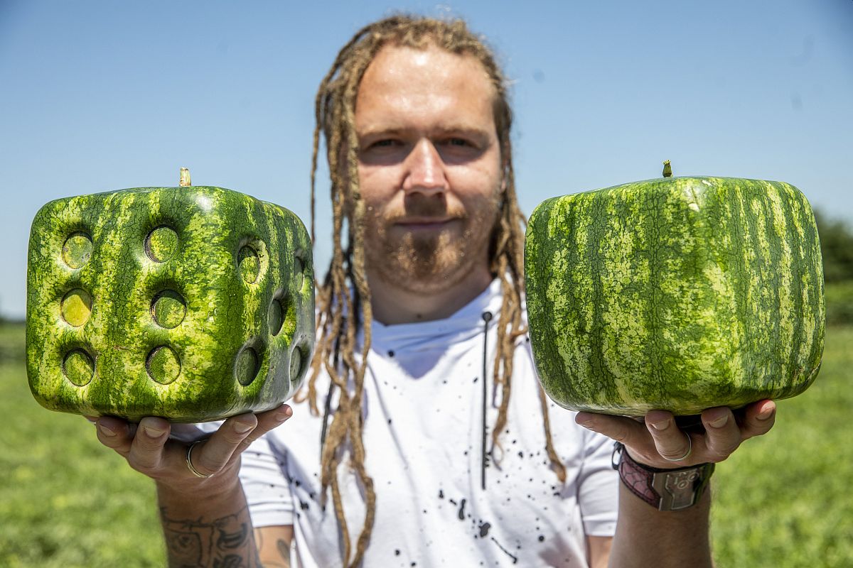 Квадратный арбуз. Куба арбуз. Cuba снюс. Куба арбуз. Кубический арбуз.