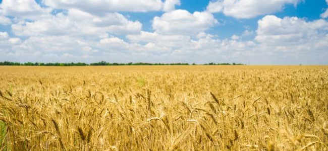 Ukrán búzamező -Ukrajna a világ egyik legnagyobb gabonaexportőre