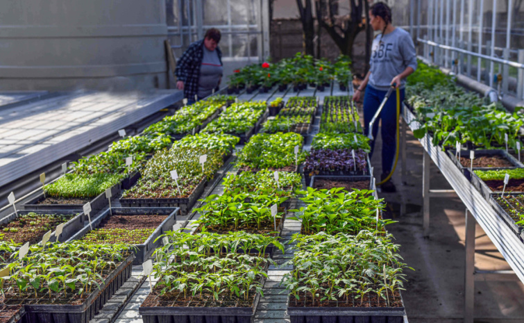 Üvegházi kísérleti mezőgazdaság - drágulás és várólisták a kertészeteknél