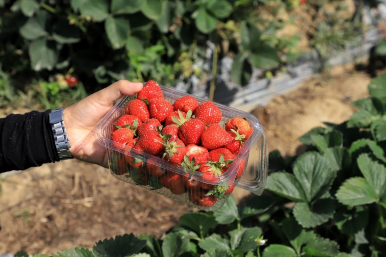 Frissen dobozba szedett szamóca - kevesebb az idei termés, de a szamóca ára nem változott