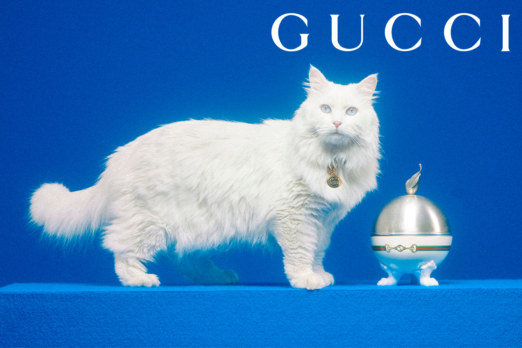 A Gucci a macskákra is gondolt