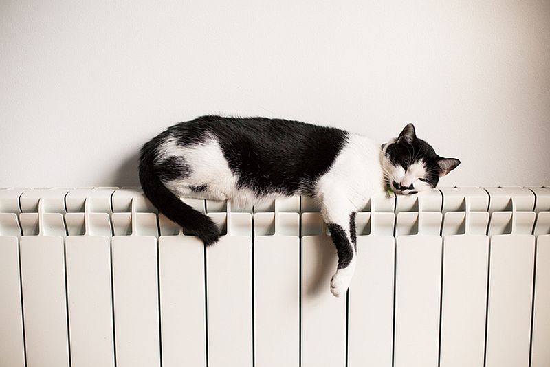 Macska a meleg radiátoron alszik.