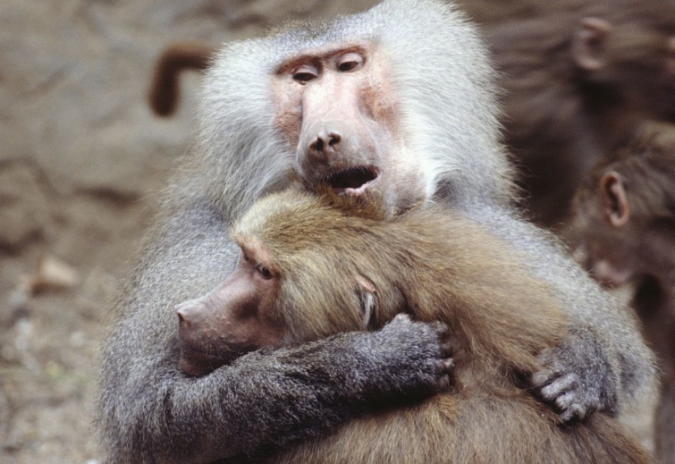 Két majom öleli egymást.