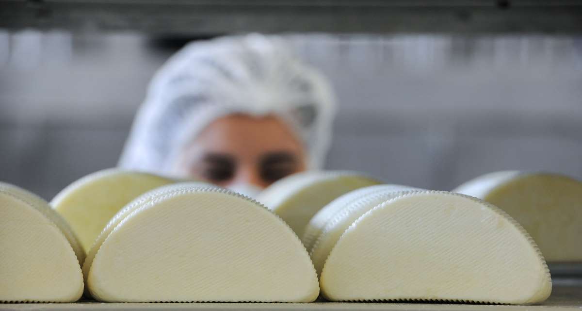Félkör alakú sajtot rak a polcra egy dolgozó a sajtüzemben