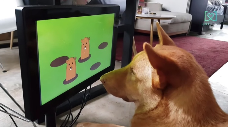 Egy kutya nézi a monitort játék közben
