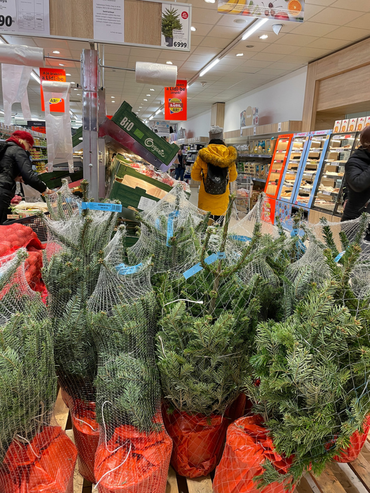 Fenyőfa a Lidl áruházban