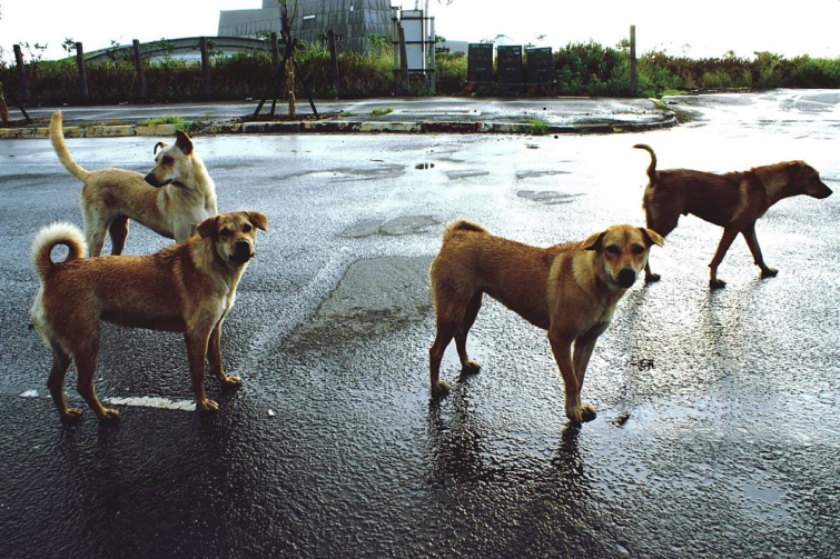 Kóbor kutyák állnak a nedves aszfalton.
