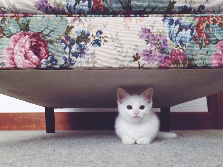 Apró cica az ágy alatt