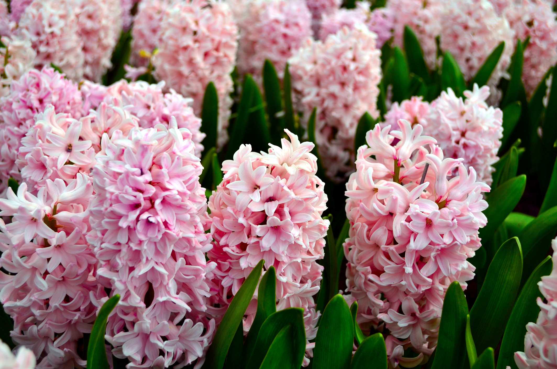 A tavaszi virágok közül a jácintnak van az egyik legerősebb illata