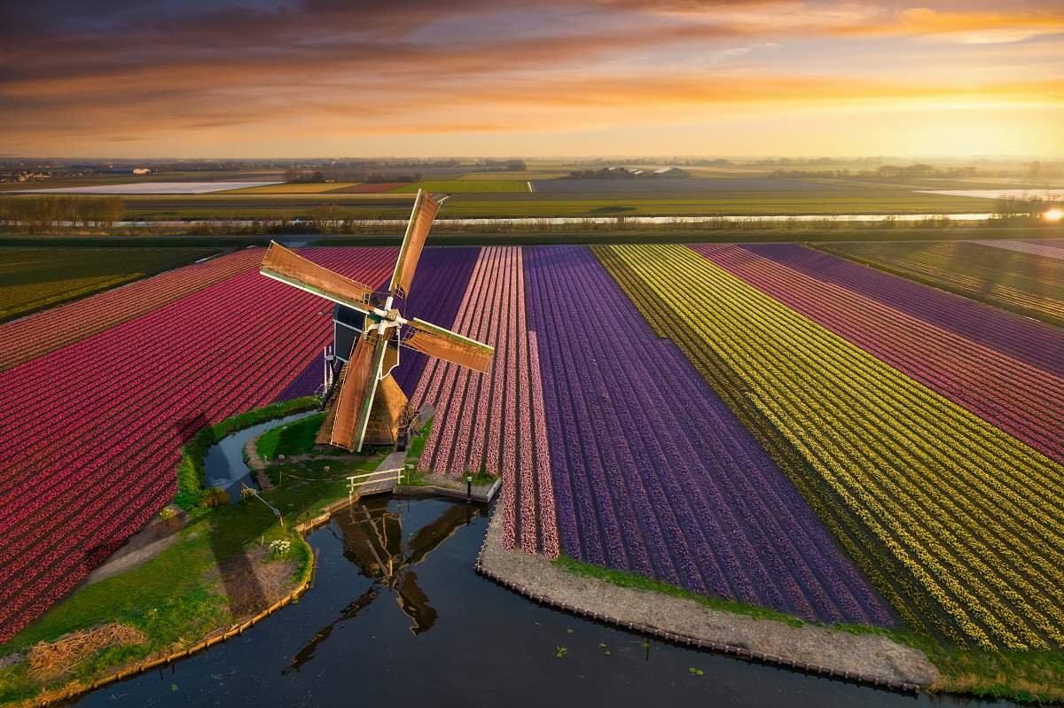 Hollandia nemzeti virága