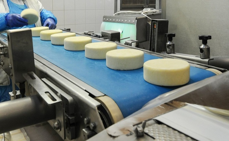 Trappista sajtok készülnek egy üzemben.