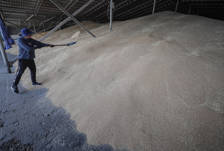 Az orosz hadsereg által szervezett újságírói túrán készített képen átmeneti búzaraktár az ukrajnai Luhanszki terület Sztarobilszk körzetében fekvő Kalmicsanksz gazdaságában