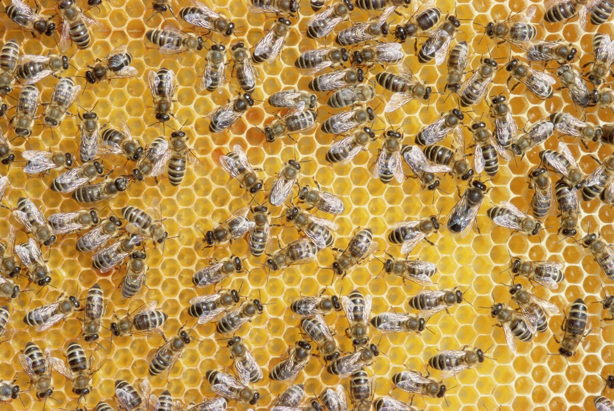 Tökéletes hatszöget formáznak a méhsejtrácsok