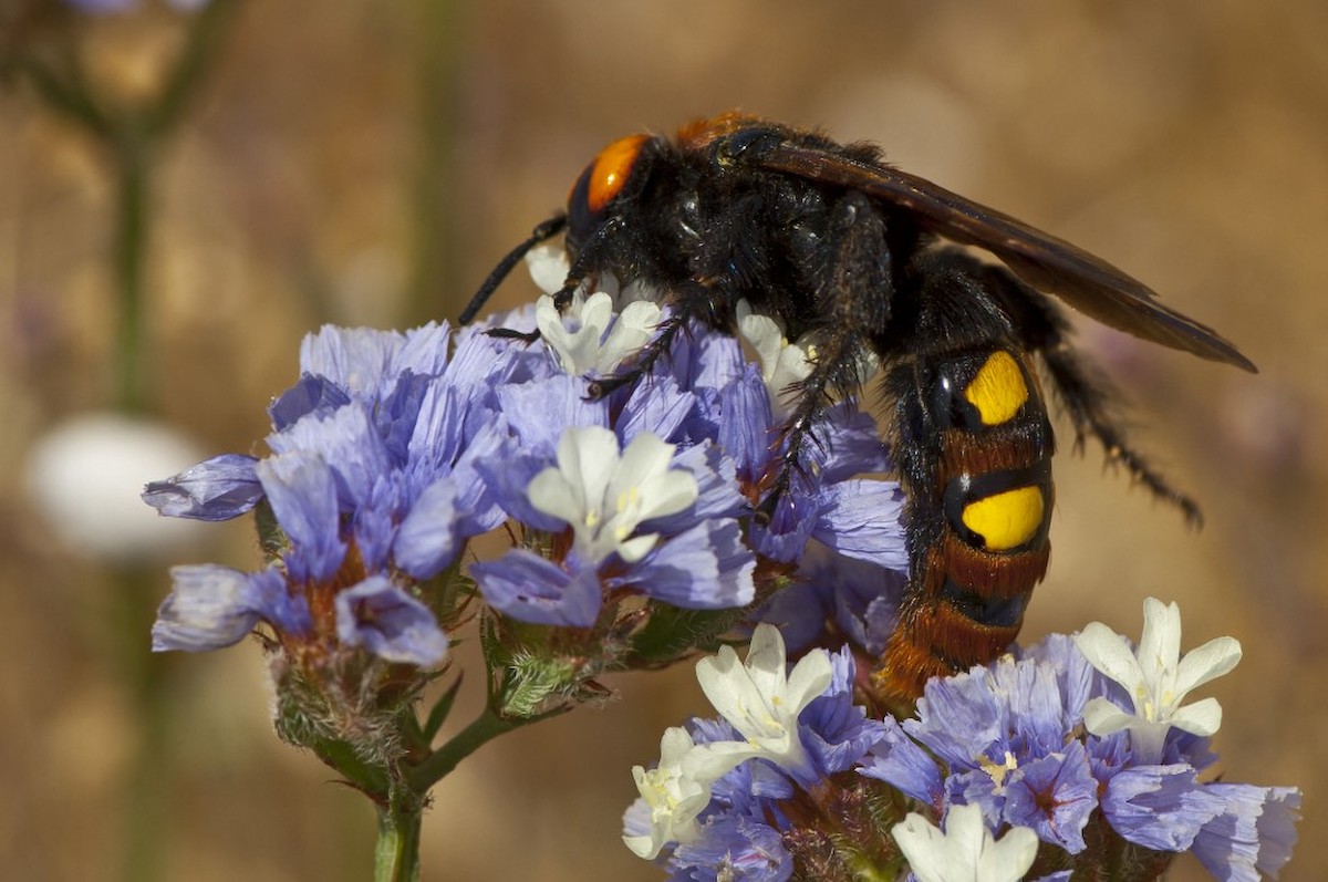 Óriási darazsak lephetik el a magyar kerteket | Startlap Vásárlás