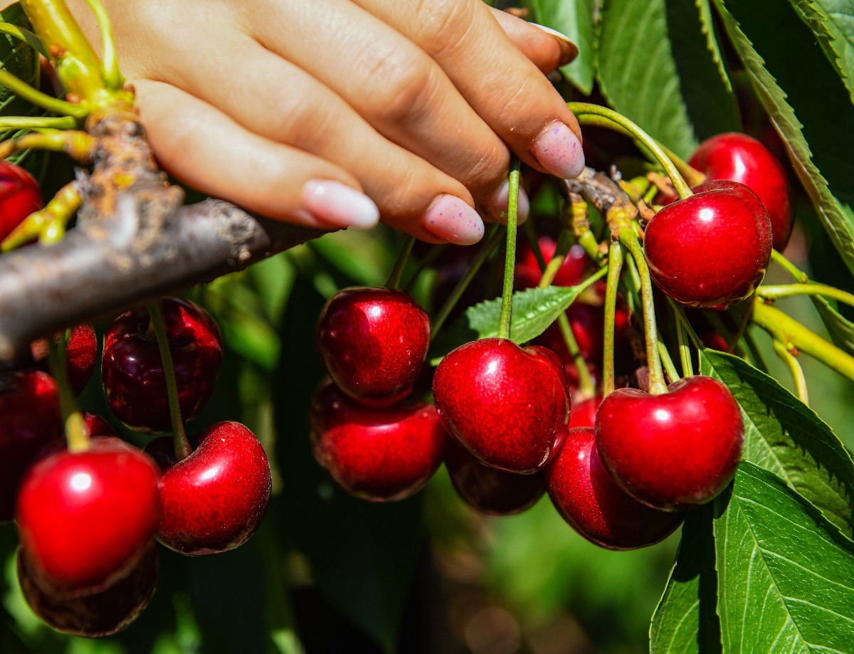 Beérett a cseresznye. A Carmen - egy magyar nemesítésű fajta, mely június közepén érleli zamatos, lédús gyümölcseit - cseresznyefajta.