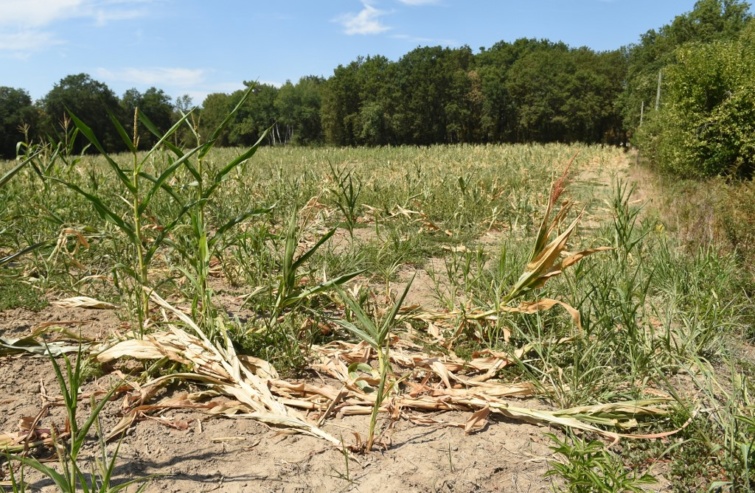 Elszáradt kukoricamező