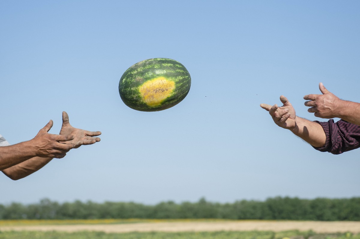 Férfiak görögdinnyét pakolnak a dinnyeföldön Csány közelében 2022. július 21-én.