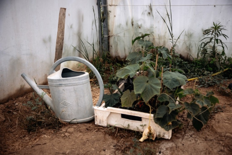 Locsolókanna egy kiszáradt növény mellett