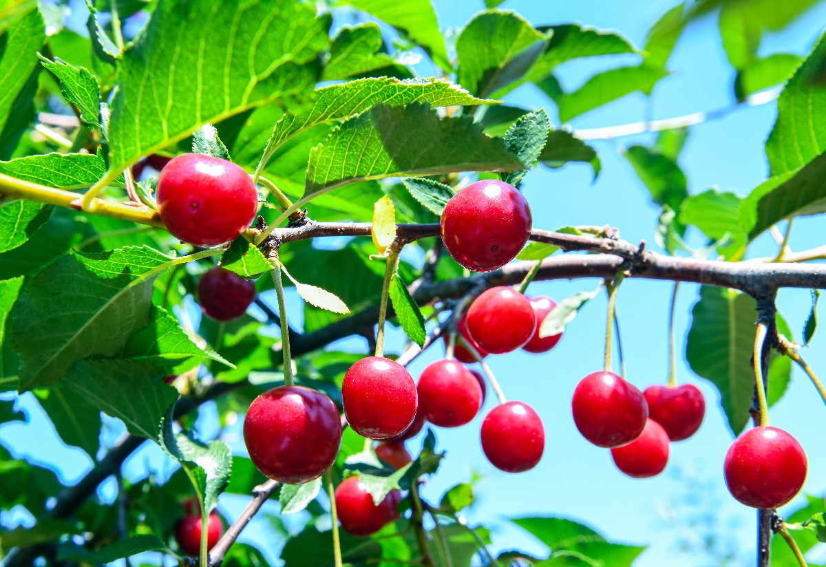 A Debreceni Egyetem Agrár és Mûszaki tudományok Centruma, Debrecen-Pallagi Kertészeti Telep kísérleti gyümölcsösében beérett az elsõ korai meggy, az érdi bõtermõ.