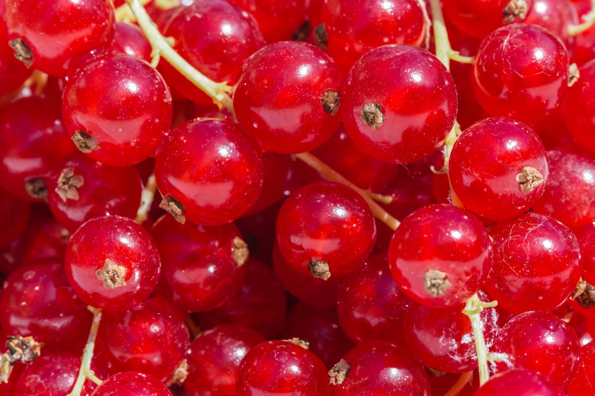 Leszüretelt ribizli szemek Szigetszentmiklóson egy családi ház kertjében.