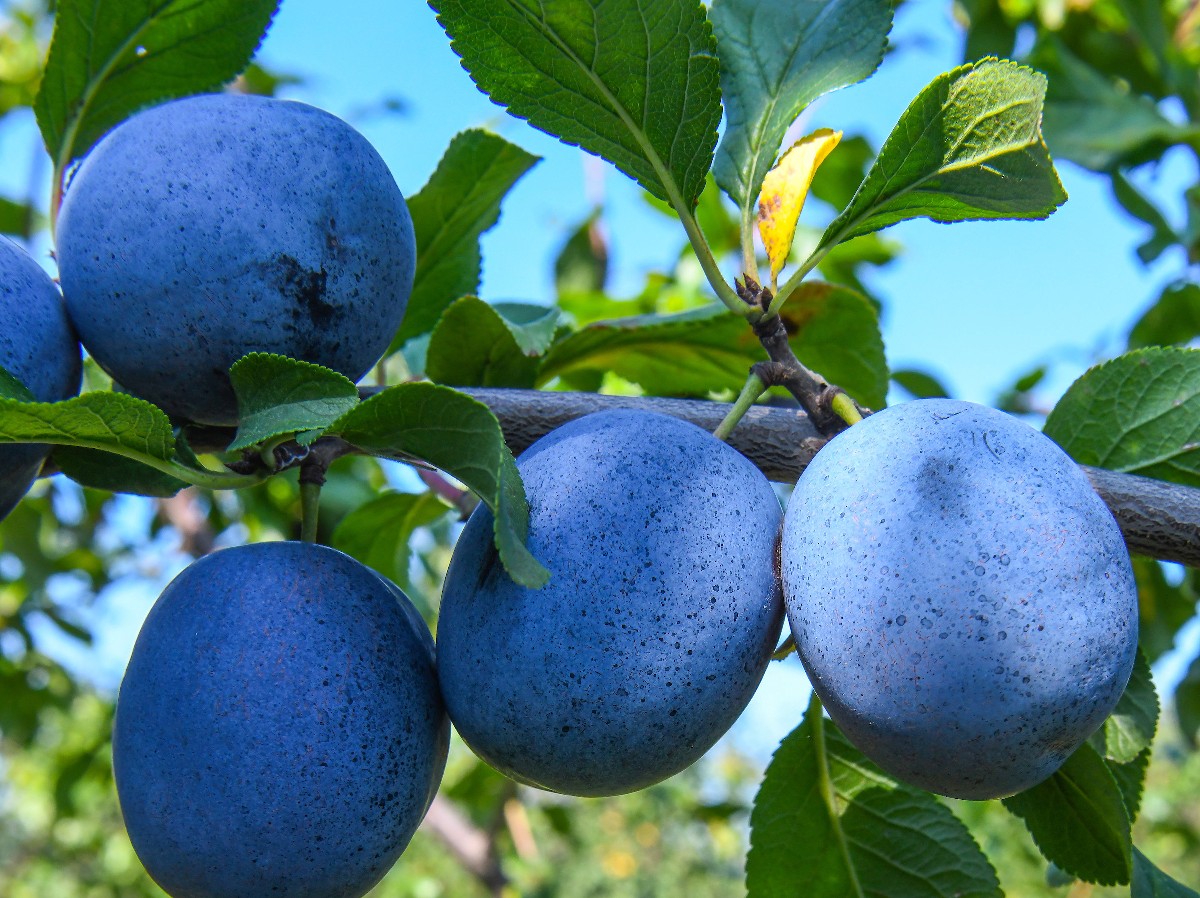 Debrecenben, a pallagi kísérleti telep egy hektáros, 12 fajtából álló szilváskertjében szüretelik az amerikai nemesítésű Stanleyt.