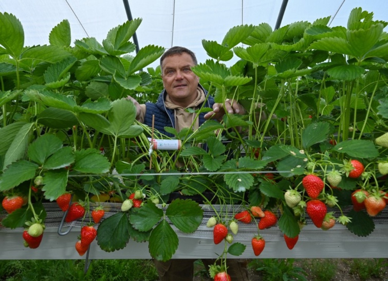 Üvegház tulajdonosa és üvegházban termesztett eper