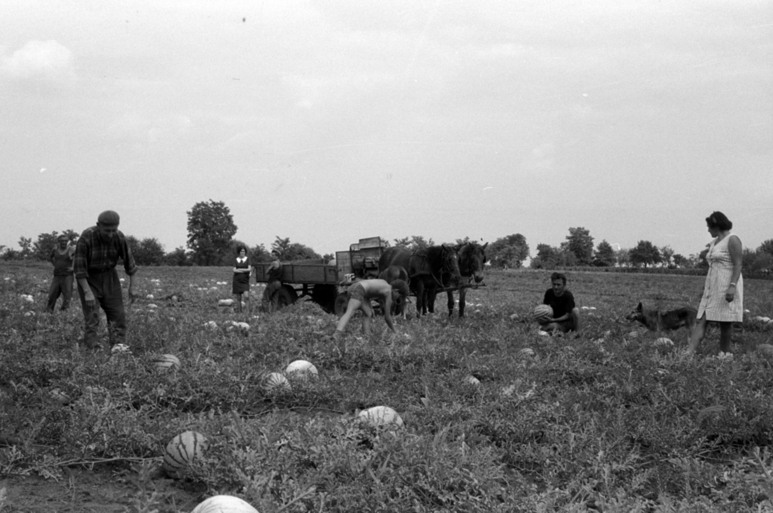Bénye: dinnyeföld a település határában, 1968.