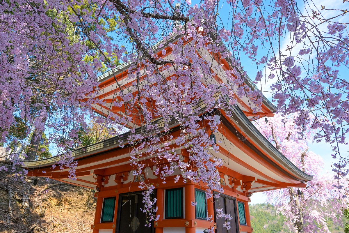Cseresznyefa virágzás egy pagoda előtt Japánban