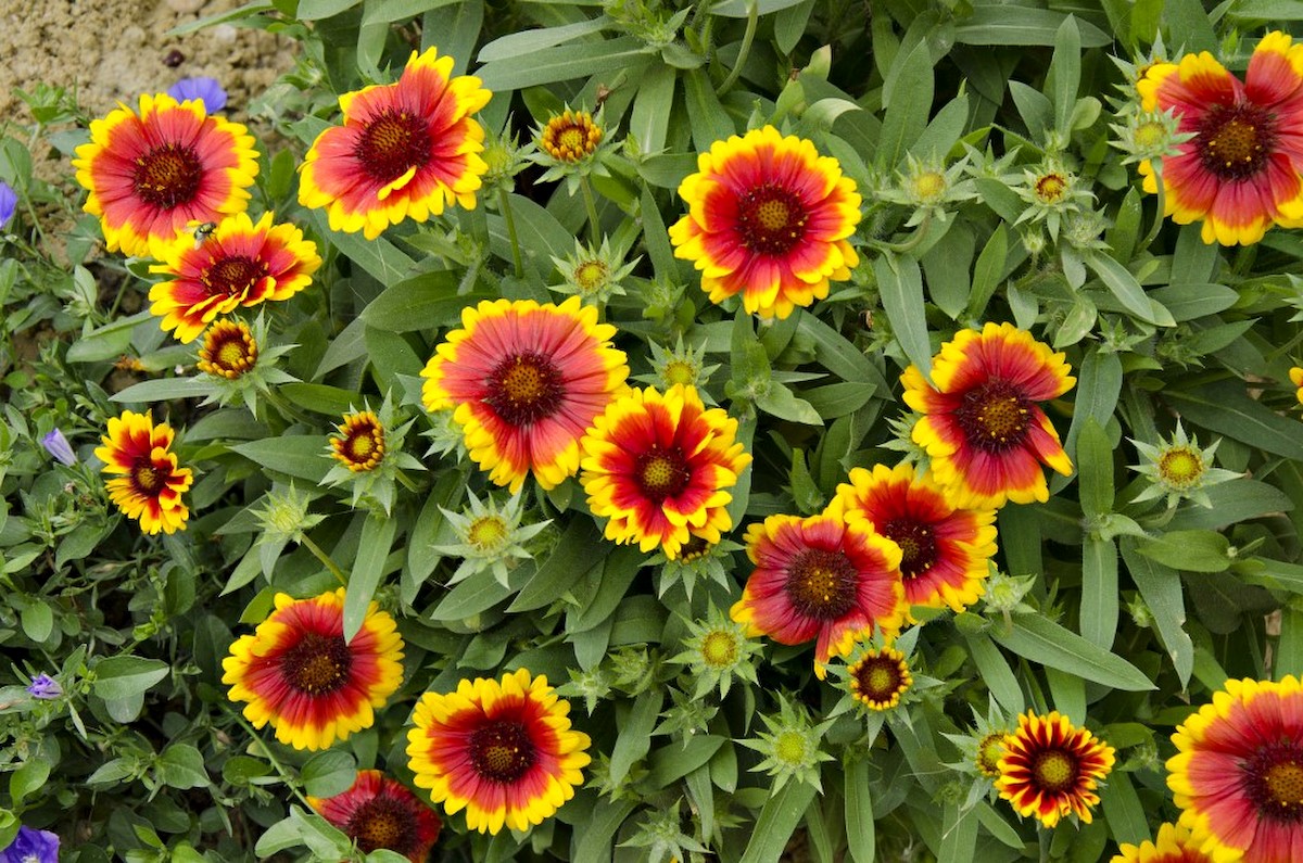 Mintha lángolna a mező: ez a kokárdavirág