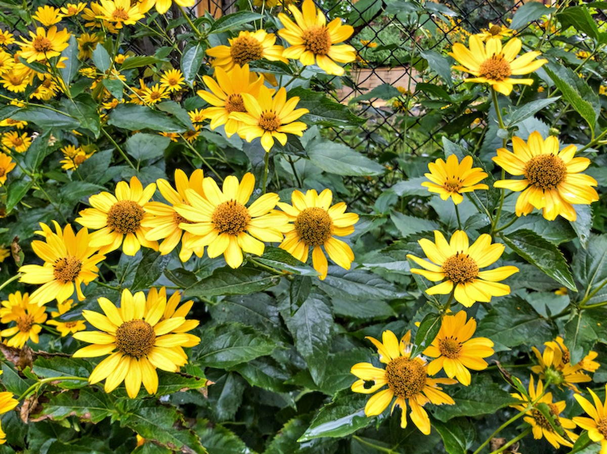 Érdes napvirág a kertek nyári szépsége