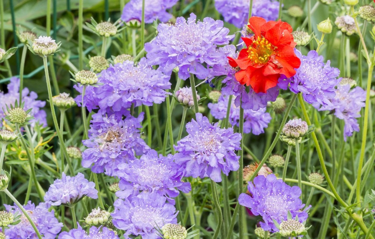 Légiesen pompás az ördögszem