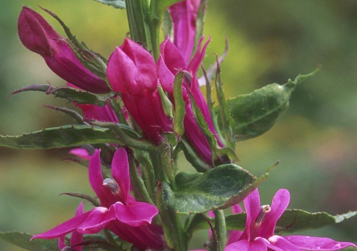 A különös nevű pompás lobélia