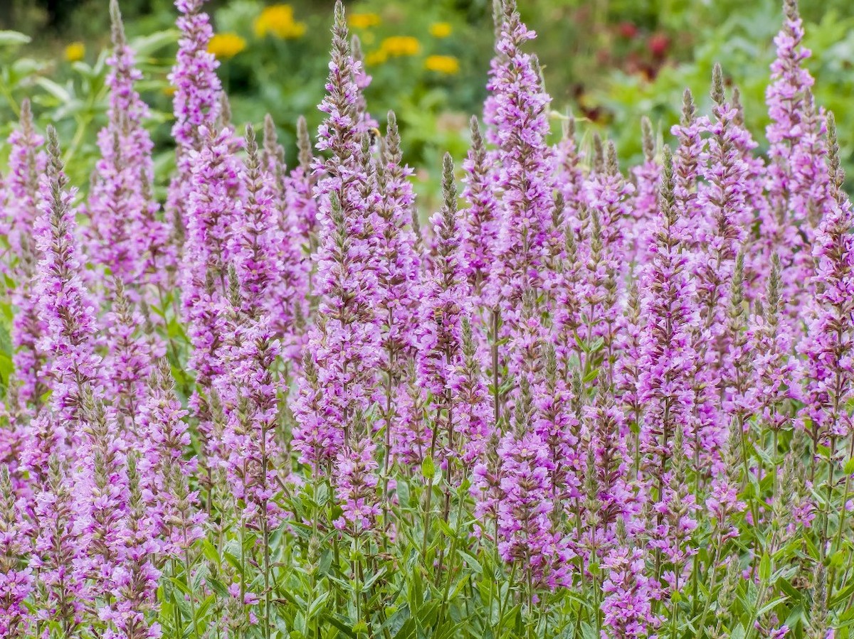 A réti füzény a nedves rétek csodás virága