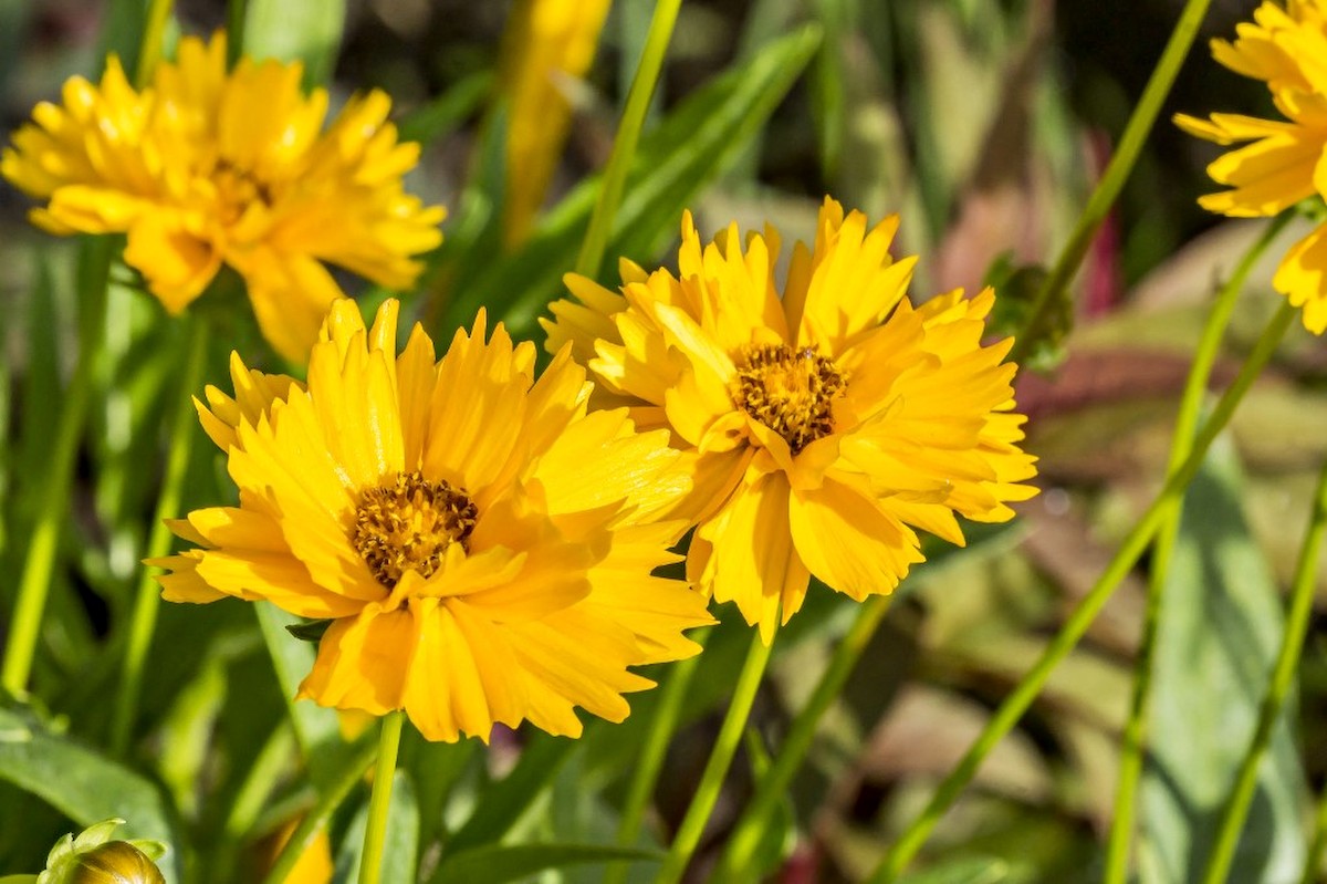 A nagyvirágú szépecske igazi sárga szépség