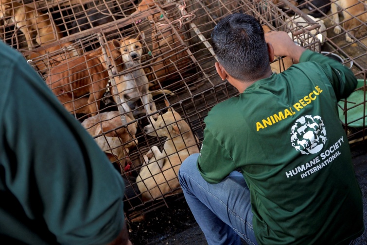 Helyi aktivisták szabadítottak ki 21 kutyát és három macskát a tomohoni vágóhídon, mielőtt lemészárolták volna őket a húsukért.