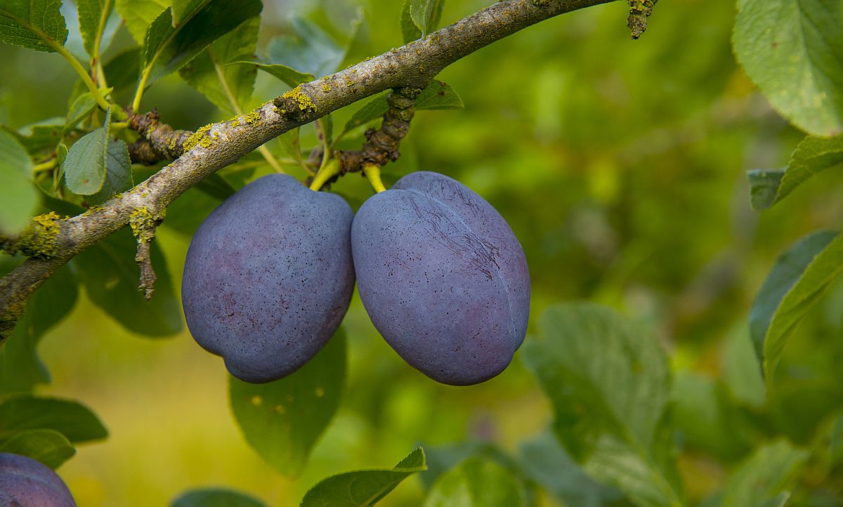 Gyászos jelentés érkezett az idei szilvatermésről Startlap Vásárlás