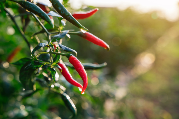 Napfényben egy csípős paprika