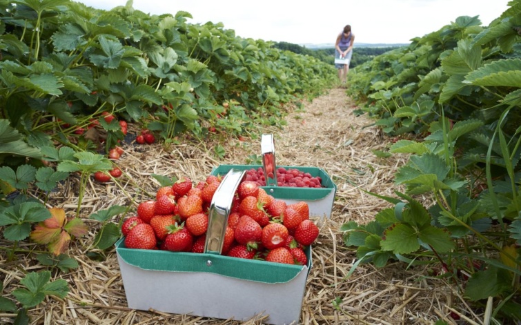 Szamócaültetvényen egy kosárba szedett szamóca, a háttérben egy szamócaszedő nő.