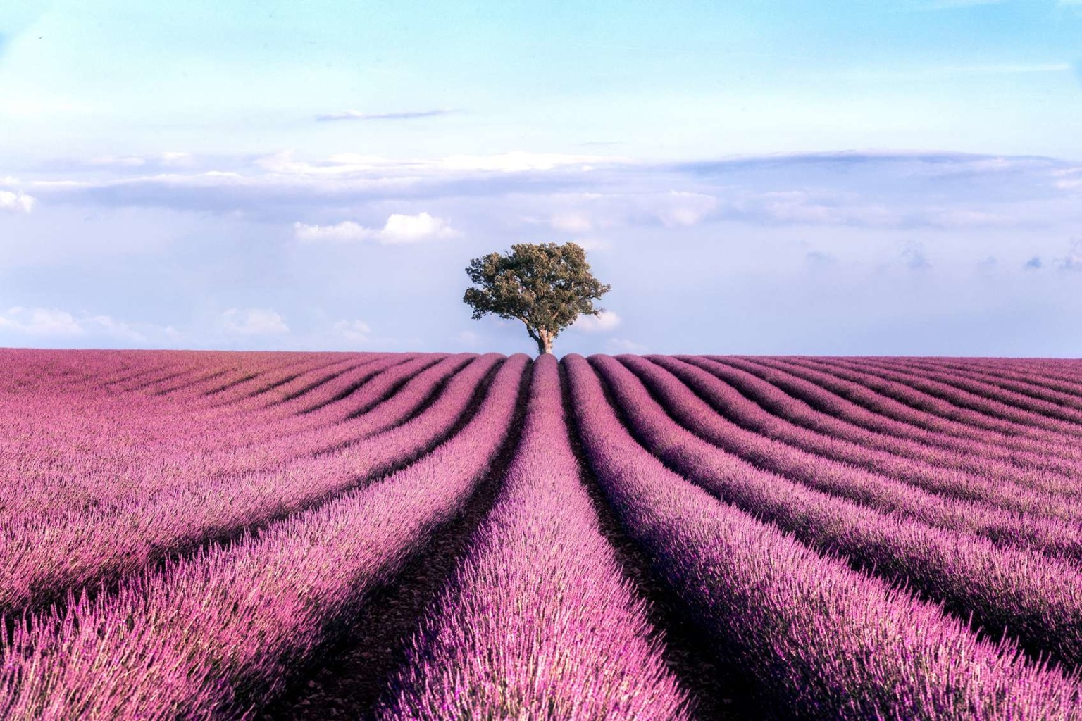 Levendulás ajándékok az illatos virág kedvelőinek | Startlap Vásárlás