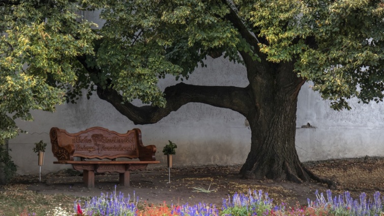 Kerti pad egy fa alatt