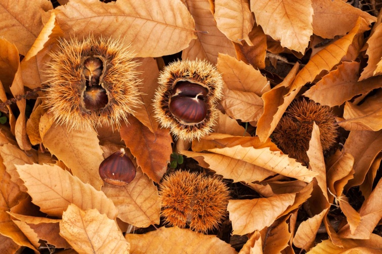 Gesztenye levelek között
