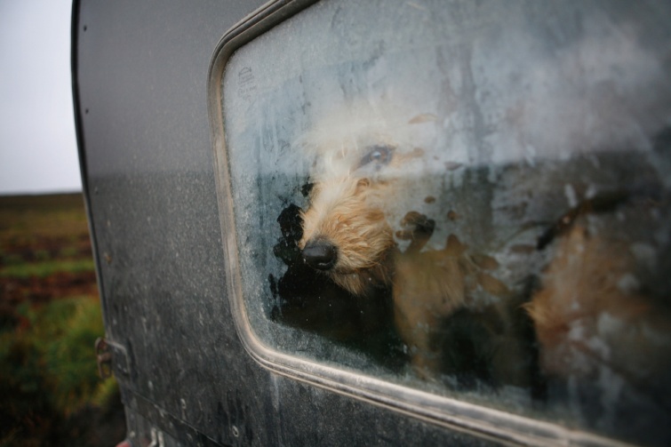 Kutya néz ki egy autó párás ablakán