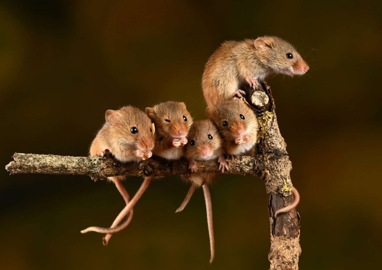 Kedves kis egerek faágon