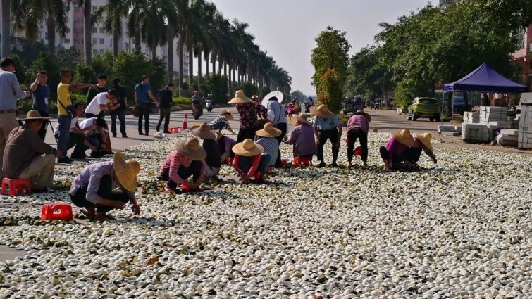 Mandarin héj szárítás