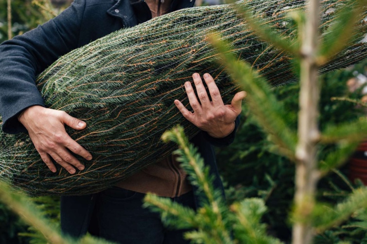 fenyo Startlap Vásárlás Fenyőt vivő férfikéz