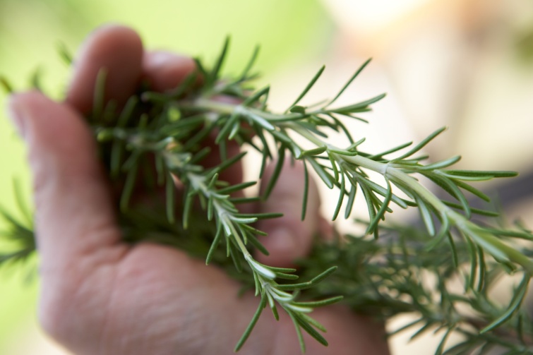 rozmaring Startlap Vásárlás