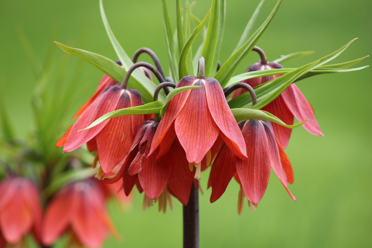 február Startlap Vásárlás Igazán extrém virágot hoz a császárkorona