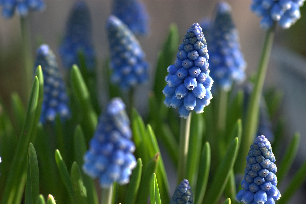 furtosgyongyike Startlap Vásárlás Fürtös gyöngyike